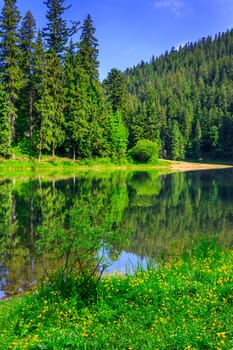 coniferous coast of clear river in mountains on a summer morning vertical