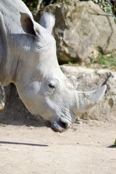 Rhinoceros head on a rock background in an animal park in France