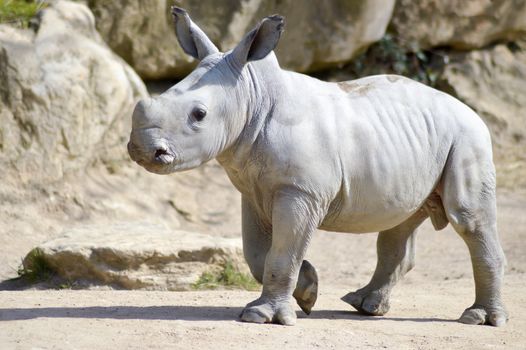 Small rhinoceros on a rock background in a wildlife park in France