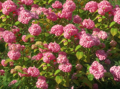 Flowers, pink hydrangea bush
