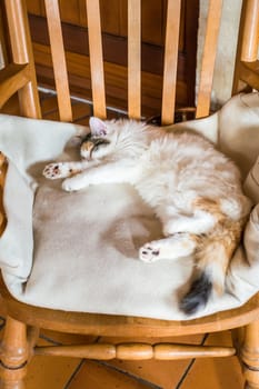 White red cat sleeping on a wooden chair