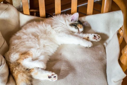 White red cat sleeping on a wooden chair