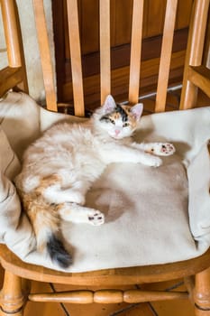 White red cat lying on a wooden chair and looking at the camera