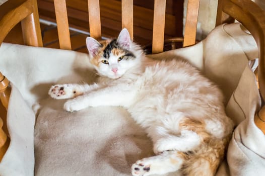 White red cat lying on a wooden chair and looking at the camera