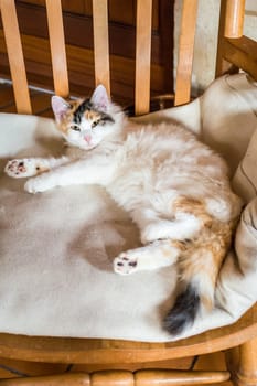 White red cat lying on a wooden chair and looking at the camera