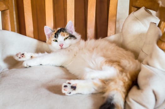 Close up white red cat lying on a wooden chair and looking at the camera