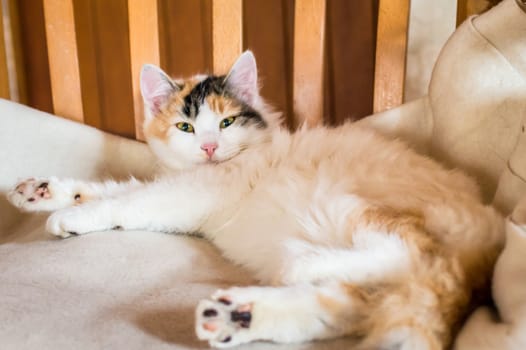 Close up white red cat lying on a wooden chair and looking at the camera
