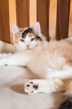 Close up white red cat lying on a wooden chair and looking at the camera