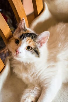 Close up white red cat lying on a wooden chair and looking at the camera