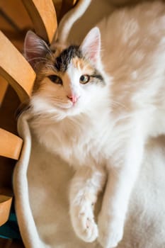 Close up white red cat lying on a wooden chair and looking at the camera