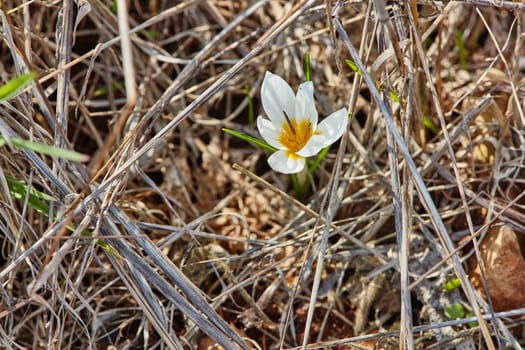 Crocus flowers