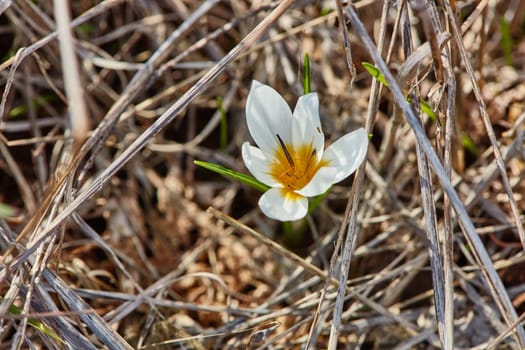 Crocus flowers