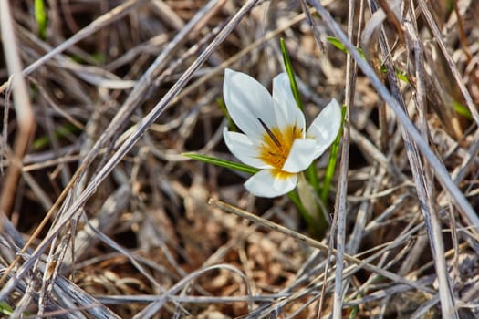 Crocus flowers