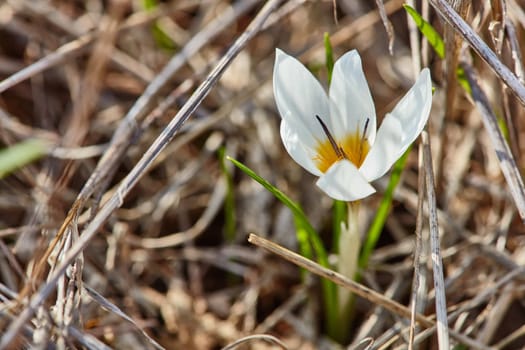 Crocus flowers