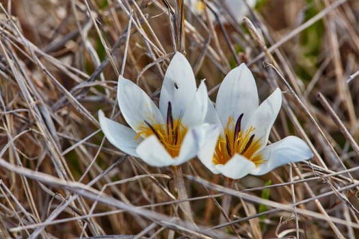 Crocus flowers