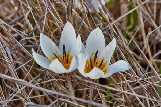 Crocus flowers