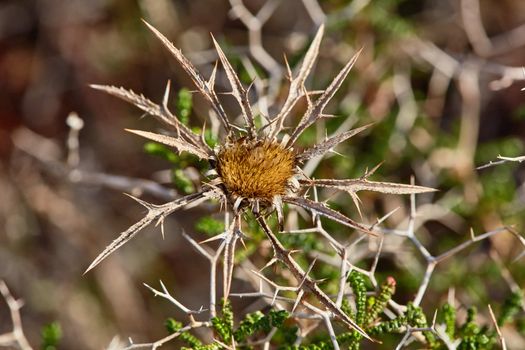 Dry Milk thistle spiked plant in the desert
