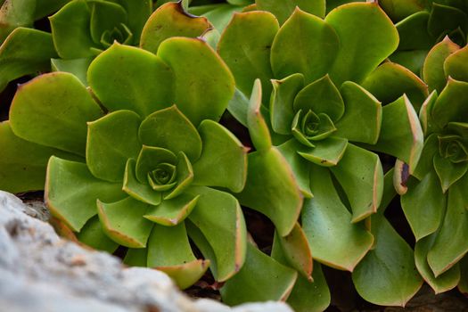 Green Agava