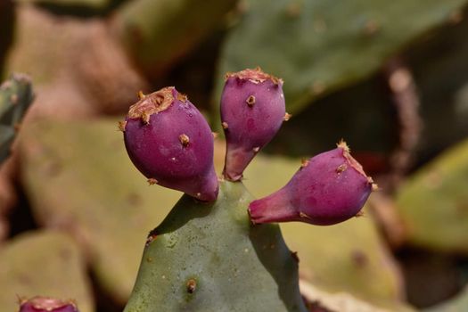 Violet cactus fruits growing in the desert
