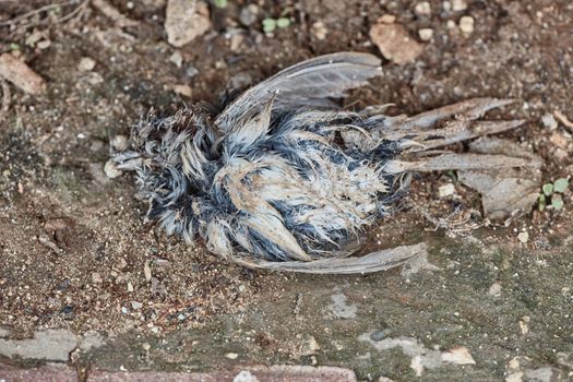 Dead bird corpse lying on the ground rotten