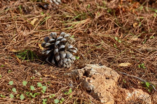 Pinecone on the ground