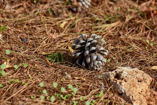 Pinecone on the ground