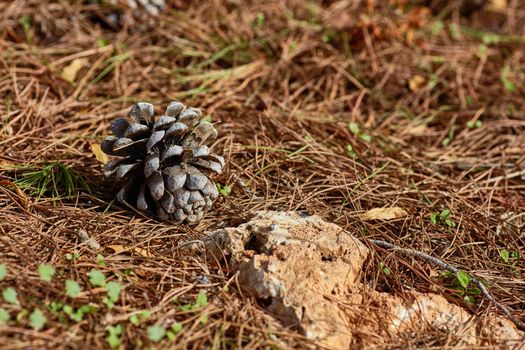 Pinecone on the ground
