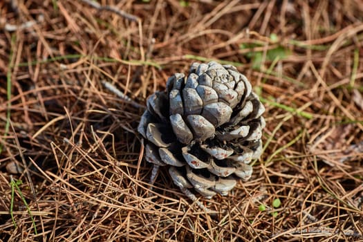 Pinecone on the ground