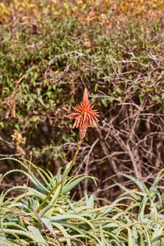 Aloe vera single flower