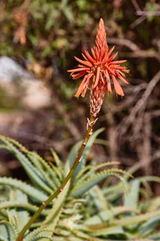 Aloe vera single flower