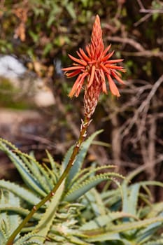 Aloe vera single flower