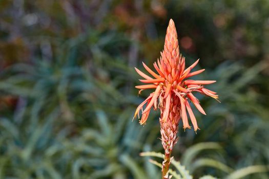 Aloe vera single flower