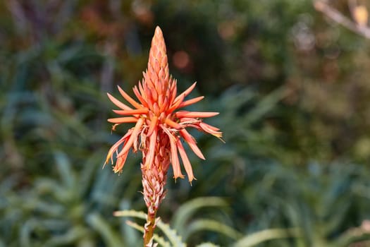 Aloe vera single flower