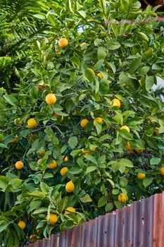 Orange tree behind a fence