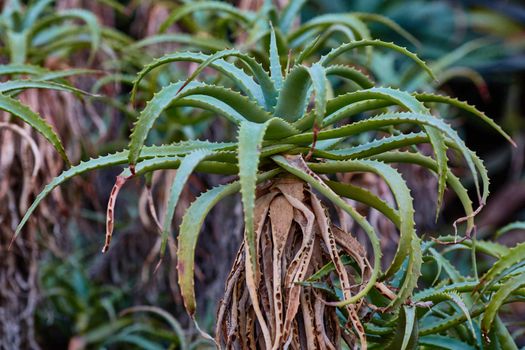 Aloe wera wild