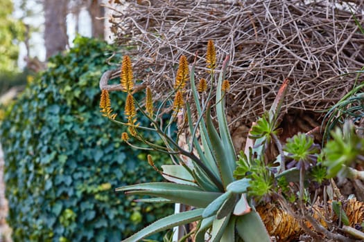 Aloe wera wild