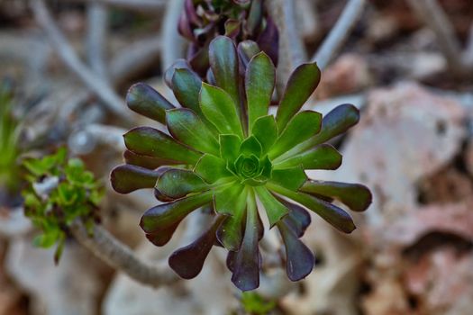 Wild growing succulents