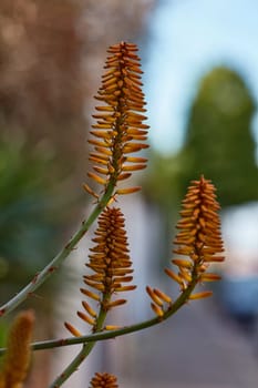 Aloe vera single flower