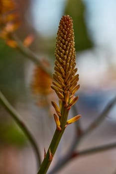 Aloe vera single flower