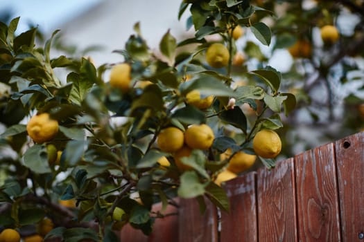 Orange tree behind a fence