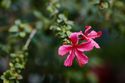 Hibiscus flower