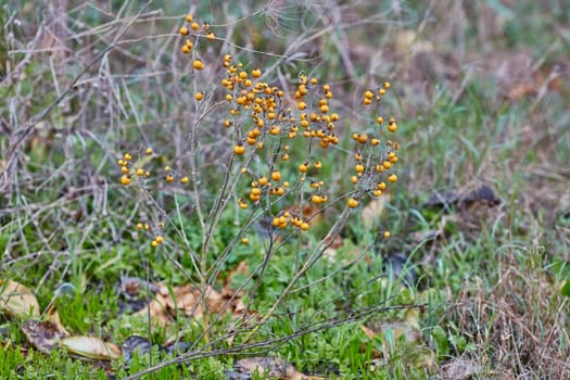 Solanum elaeagnifolium