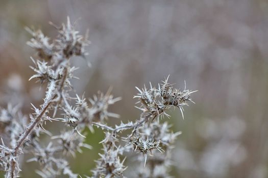Scolymus maculatus dry