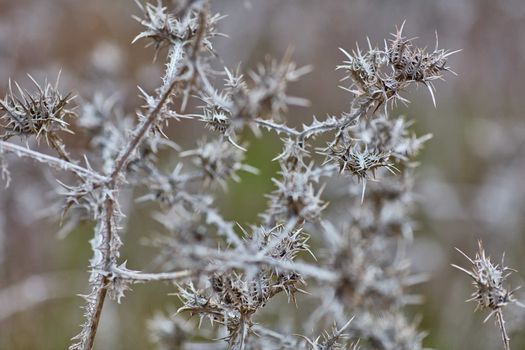 Scolymus maculatus dry