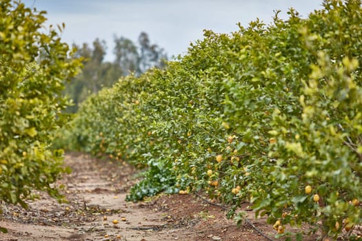Orange and lemon plantations 