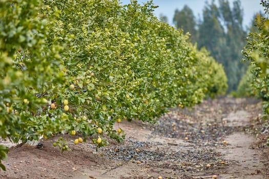 Orange and lemon plantations 