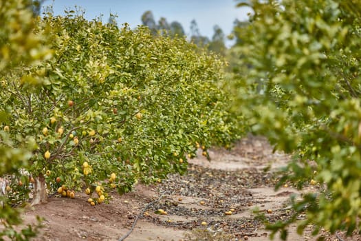 Orange and lemon plantations 