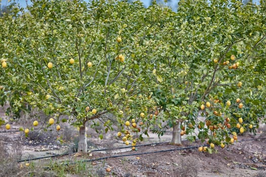 Orange and lemon plantations 
