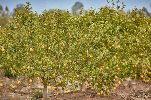 Orange and lemon plantations 