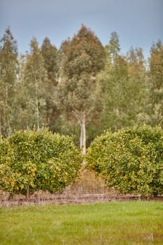 Orange and lemon plantations 